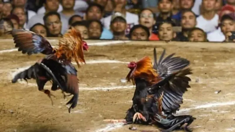 Các loại hình cá cược đá gà ABC8 phổ biến