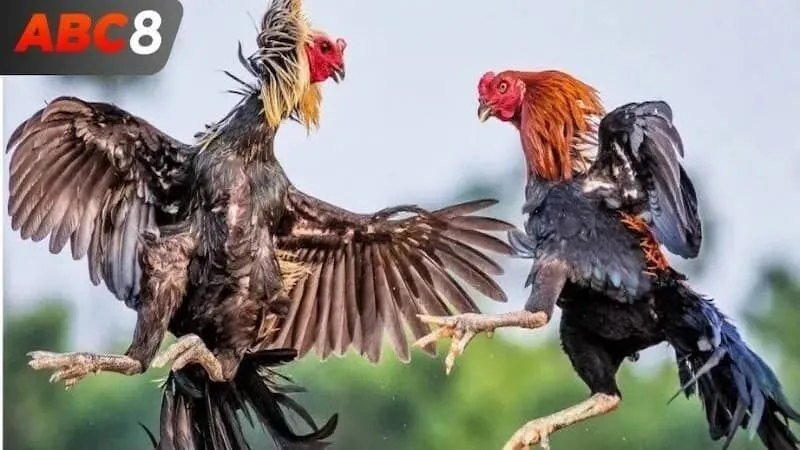 Hướng dẫn tham gia đá gà trực tiếp ABC8