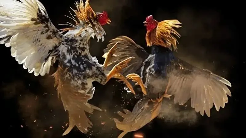 Những ưu điểm nổi bật khi chơi đá gà trực tiếp C1 ABC8