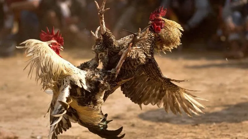 Quy trình thi đấu và cách xem đá gà trực tiếp Thomo ABC8